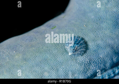 Escargot parasite, Thyca cristalina, sur l'étoile bleue, Linckia laevigata, site de plongée Kaino's Treasure, Straits Lembeh, Sulawesi, Indonésie Banque D'Images