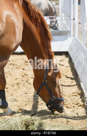 Cheval alezan mange de foin dans le corral. Close-up Banque D'Images