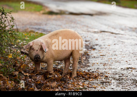 L'enracinement d'un porc à côté d'une route dans la nouvelle forêt au cours de ce qui est connu sous le nom de pannage, ou conjoint de mât, où les porcs sont laissés à fourrage pour acorn Banque D'Images