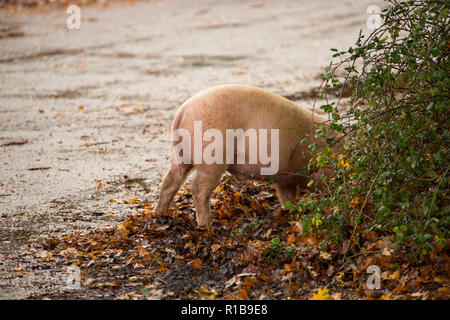 L'enracinement d'un porc à côté d'une route dans la nouvelle forêt au cours de ce qui est connu sous le nom de pannage, ou conjoint de mât, où les porcs sont laissés à fourrage pour acorn Banque D'Images