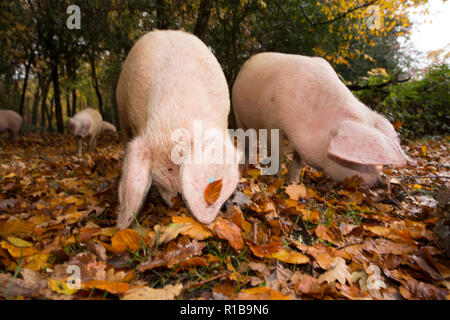 L'enracinement des porcs à proximité d'une voie publique dans la nouvelle forêt au cours de ce qui est connu sous le nom de pannage, ou conjoint de mât, où les porcs sont laissés pour manger falle Banque D'Images