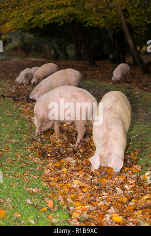 L'enracinement des porcs à proximité d'une voie publique dans la nouvelle forêt au cours de ce qui est connu sous le nom de pannage, ou conjoint de mât, où les porcs sont laissés pour manger falle Banque D'Images