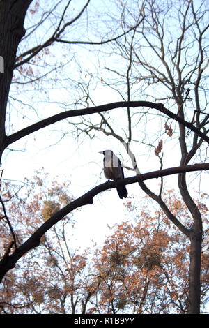 Automne oiseau sur branche d'arbre sans feuilles Banque D'Images