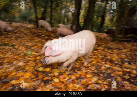 L'enracinement des porcs à proximité d'une voie publique dans la nouvelle forêt au cours de ce qui est connu sous le nom de pannage, ou conjoint de mât, où les porcs sont laissés pour manger falle Banque D'Images