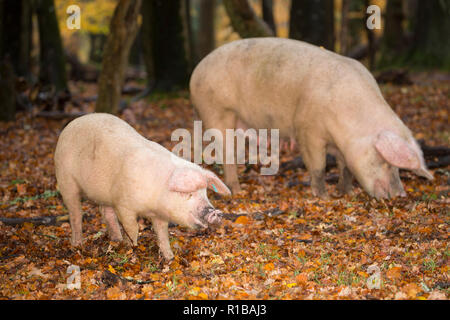 L'enracinement des porcs à proximité d'une voie publique dans la nouvelle forêt au cours de ce qui est connu sous le nom de pannage, ou conjoint de mât, où les porcs sont laissés pour manger falle Banque D'Images