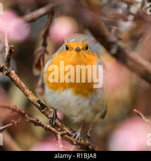 Killearn, Stirlingshire, Scotland, UK - 11 novembre 2018 ; Royaume-Uni - après une matinée à sec un Robin des refuges à une floraison rose Viburnum Bodnantense 'Dawn' dans un jardin d'arbustes Stirlingshire Crédit : Kay Roxby/Alamy Live News Banque D'Images