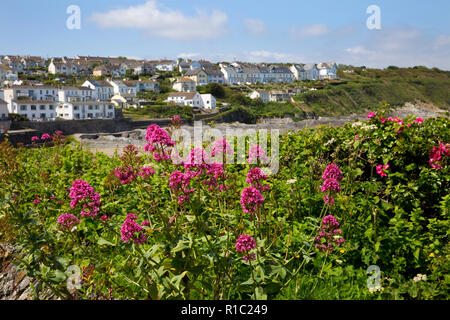 Avis de Portscatho village avec Valériane rouge fleurs d'été, surplombant le port, Cornwall, Angleterre Banque D'Images