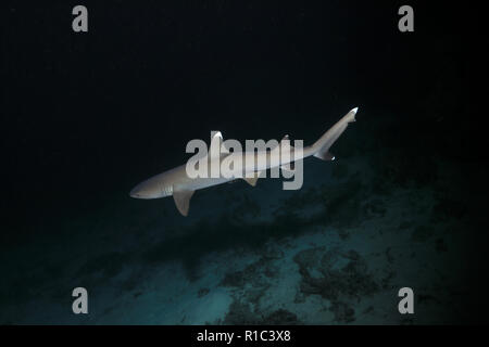 Whitetip reef shark (Triaenodon obesus) chasse dans la nuit sous l'eau dans la Grande Barrière de Corail de l'Australie Banque D'Images