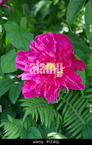 Paeonia mascula subsp. triternata fleur. Banque D'Images