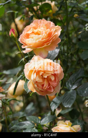 Rosa 'Lady of Shalott' Ausnyson fleurs. Banque D'Images