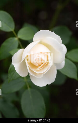 Rosa Lichfield Angel 'Ausrelate' fleur. Banque D'Images
