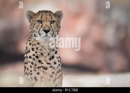 Un guépard au zoo au Canada, qui fait partie d'un programme de reproduction en captivité pour cette espèce vulnérable. Banque D'Images