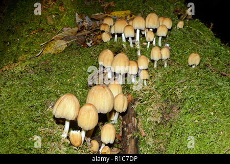 Patronymie micaceus est un champignon commun dans la famille footballeur angolais se trouvent souvent sur des souches ou de sciage de feuillus. Banque D'Images