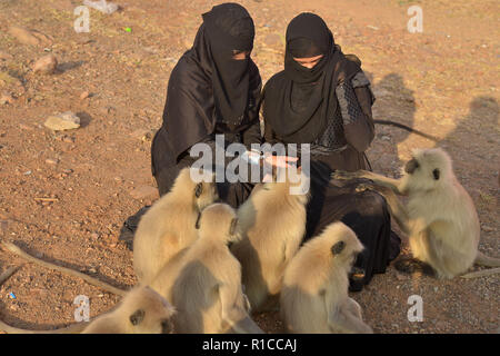 Pushkar, Inde. 10 Nov, 2018. L'alimentation des femmes musulmanes des singes dans Pushkar, Rajasthan, Inde. Credit : Shaukat Ahmed/Pacific Press/Alamy Live News Banque D'Images