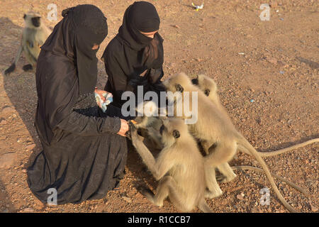 Pushkar, Inde. 10 Nov, 2018. L'alimentation des femmes musulmanes des singes dans Pushkar, Rajasthan, Inde. Credit : Shaukat Ahmed/Pacific Press/Alamy Live News Banque D'Images