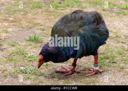 L'île du sud (Takahē Porphyrio hochstetteri). Talève takahé est originaire de la Nouvelle-Zélande, à l'échelle nationale d'oiseaux vulnérables. Zealandia Wellington, Ecosanctuary Urbain Banque D'Images