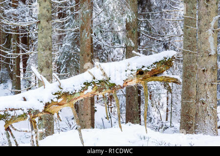 Vieil arbre publier dans une forêt en hiver avec de la neige Banque D'Images