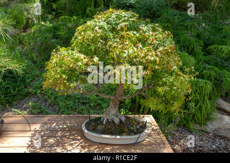 Un érable japonais (Acer palmatum) Bonsai Pavilion, San Diego Zoo Safari Park, Escondido, CA, United States. Banque D'Images