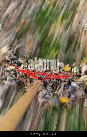 Un râteau rouge raking autumn leaves in blurred motion. Banque D'Images