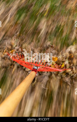 Un râteau rouge raking autumn leaves in blurred motion. Banque D'Images