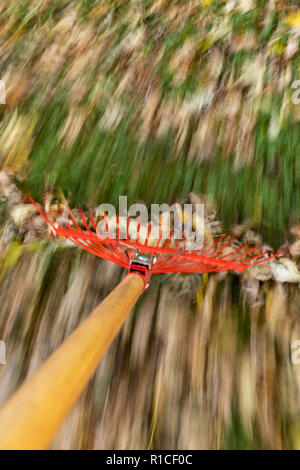 Un râteau rouge raking autumn leaves in blurred motion. Banque D'Images