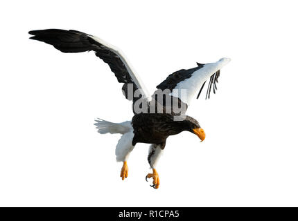 Des profils de mer de Steller eaglein étend ses ailes de vol. Nom scientifique : Haliaeetus pelagicus. Isolé sur fond blanc. Banque D'Images