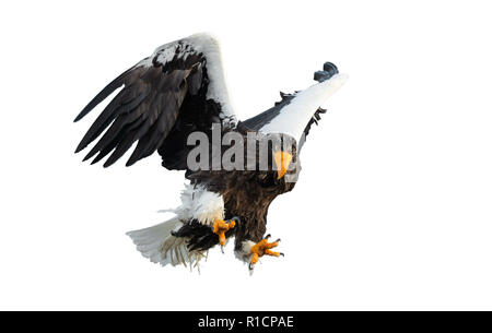 Des profils de mer de Steller eaglein étend ses ailes de vol. Nom scientifique : Haliaeetus pelagicus. Isolé sur fond blanc. Banque D'Images