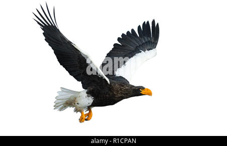 Des profils de mer de Steller eaglein étend ses ailes de vol. Nom scientifique : Haliaeetus pelagicus. Isolé sur fond blanc. Banque D'Images