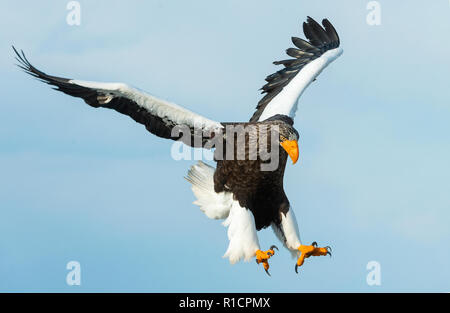 L'aigle de mer de Steller adultes en vol. Nom scientifique : Haliaeetus pelagicus. Fond de Ciel. Banque D'Images