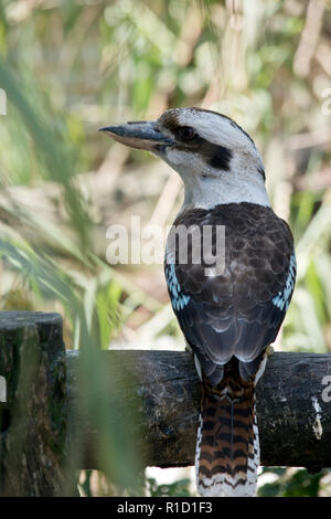 Le laughing kookaburra est perché sur une clôture Banque D'Images