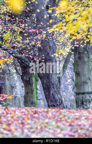 Les tilleuls le long de l'avenue de tilleul, Clumber Park, Nottinghamshire, Angleterre. Banque D'Images