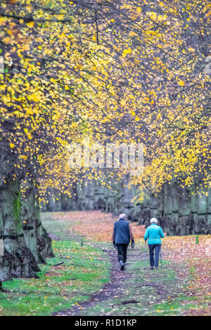 Les promeneurs de profiter d'un après-midi promenade le long de l'avenue ombragée d'arbres dans Clumber Park sur un ciel couvert et terne journée d'automne, Banque D'Images