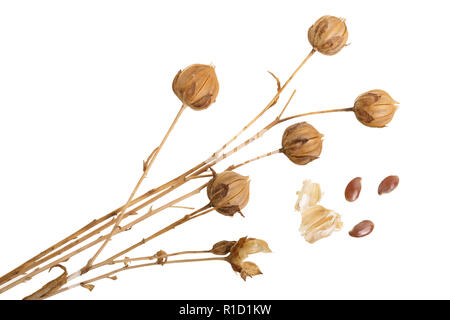 Boîtes de graines de lin mûr isolé sur fond blanc Banque D'Images