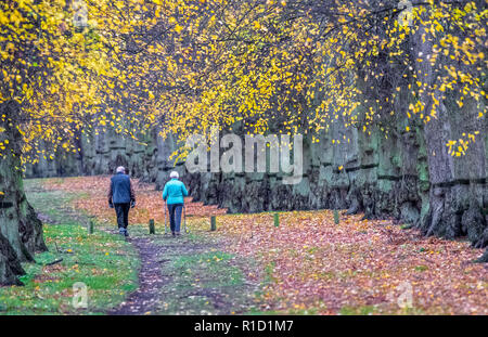 Les promeneurs de profiter d'un après-midi promenade le long de l'avenue ombragée d'arbres dans Clumber Park sur un ciel couvert et terne journée d'automne, Banque D'Images