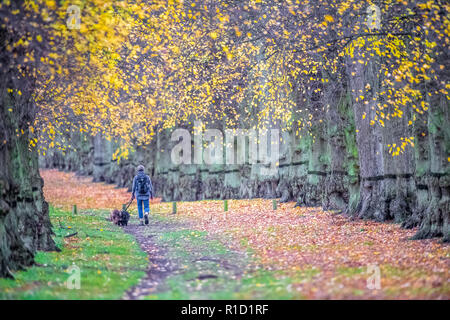 Walker avec son animal de compagnie chiens de profiter d'un après-midi promenade le long de l'avenue ombragée d'arbres dans Clumber Park sur un ciel couvert et terne journée d'automne, Banque D'Images