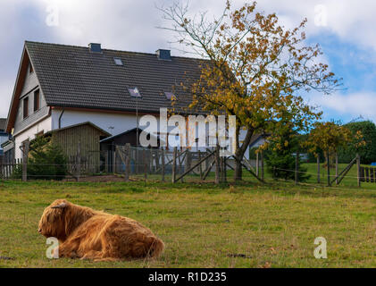 Highland-Cattle reposant dans une ferme à Sauerland, Allemagne. Banque D'Images