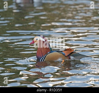 Canard Mandarin, Martin simple, Rufford Lancashire Banque D'Images