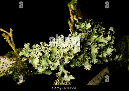 Un exemple de Greenshield commun lichen, Flavoparmelia caperata, poussant sur une branche de chêne dans la New Forest. Les lichens sont sensibles à la pollution de l'air. P Banque D'Images