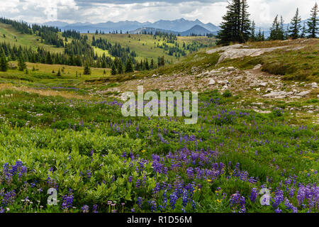 Vue de paysage alpin avec bleu de fleurs sauvages en premier plan et les montagnes alpines lointain en arrière-plan. Banque D'Images