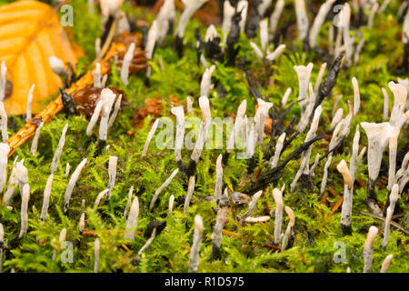 Candlesnuff les champignons, également connu sous le nom de corne de cerf, Xylaria hypoxylon croissant sur le haut d'une souche d'arbre dans la nouvelle forêt Hampshire England UK GO Banque D'Images