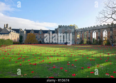 Coquelicots du souvenir à l'Évêché de croquet dans Wells, Somerset, UK Banque D'Images