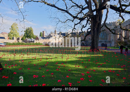 Coquelicots du souvenir à l'Évêché de croquet dans Wells, Somerset, UK Banque D'Images