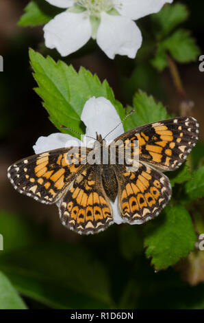 Damier Gorgone, Chlosyne gorgone, sur blackberry, Rubus sp., blossom Banque D'Images