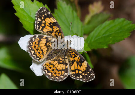 Damier Gorgone, Chlosyne gorgone, sur blackberry, Rubus sp., blossom Banque D'Images