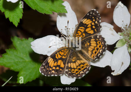 Damier Gorgone, Chlosyne gorgone, sur blackberry, Rubus sp., blossom Banque D'Images