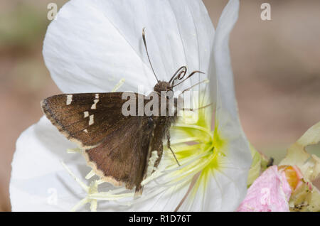 Aile nuageuse du sud, Cecropterus bathyllus, sur l'onagre voyante, Oenothera speciosa Banque D'Images