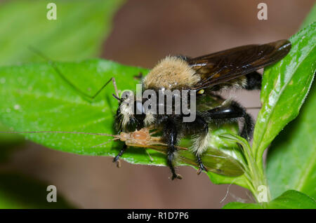L'Apiculture comme Robber Fly, Laphria macquarti avec grue, fly, Famille Tipulidae, proies Banque D'Images