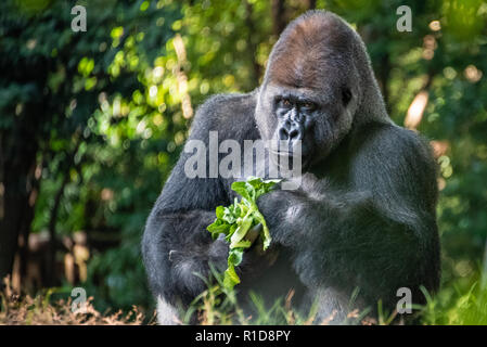 Silverback gorille de plaine de l'ouest s'asseoir pour manger au Zoo d'Atlanta à Atlanta, Géorgie. (USA) Banque D'Images