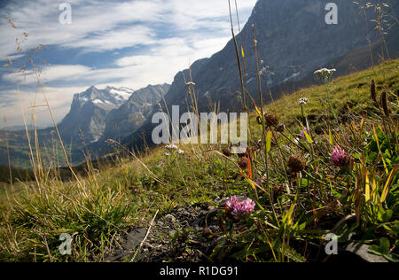 Grindelwald, Berne, Swittzerland. 13 Oct, 2018. Le 24 septembre 2018. La région de l'Oberland bernois en Suisse a Alpes couvertes de fleurs et d''une vue sur l'Eiger, Mönch et Jungfrau et la vallée de Grindelwald, Suisse. Credit : Ralph Lauer/ZUMA/Alamy Fil Live News Banque D'Images