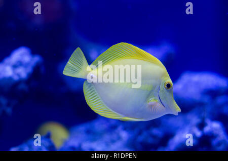 Zebrasoma, chirurgien jaune. Des poissons des récifs coralliens en eau salée. Banque D'Images